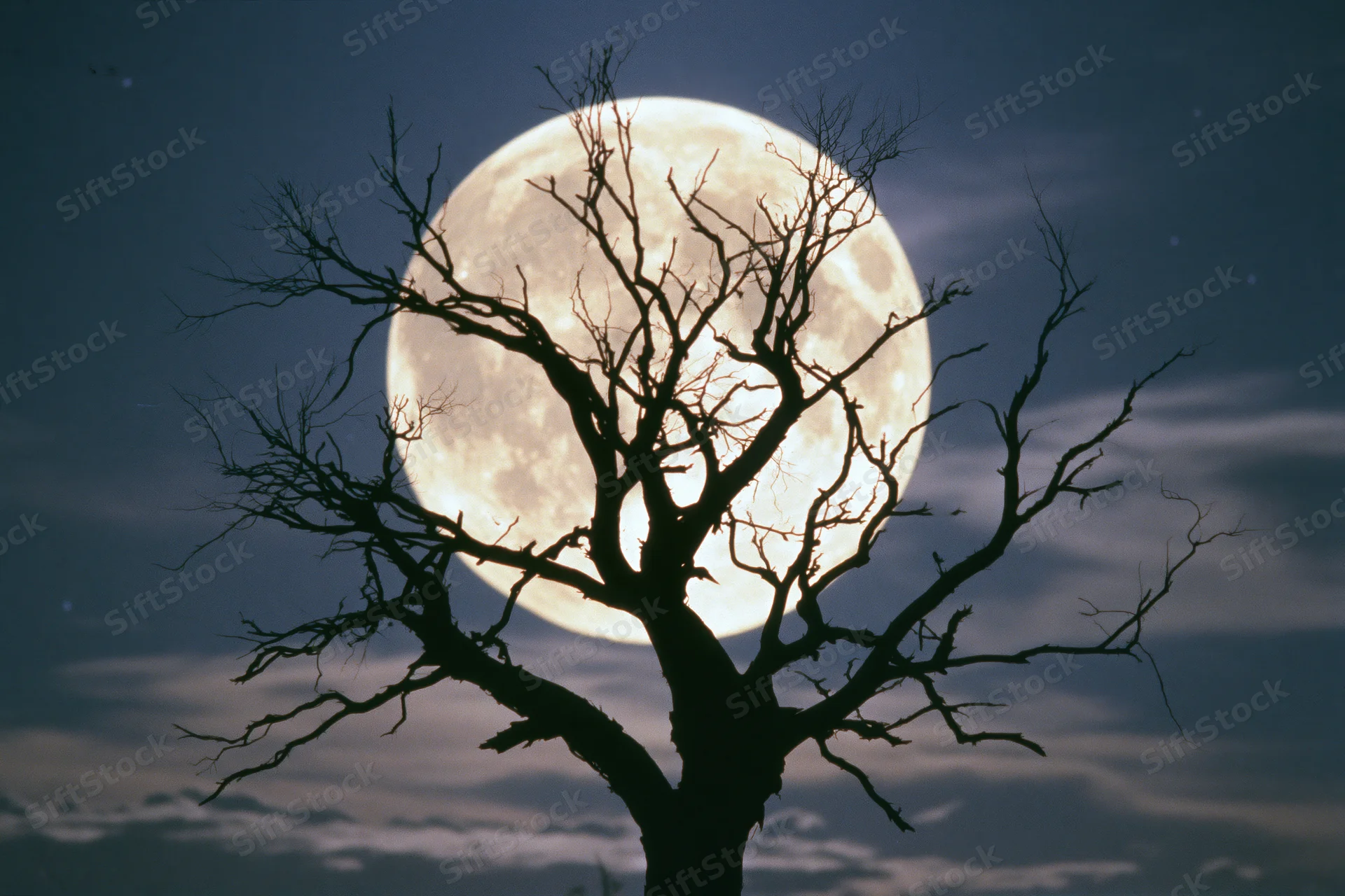 Bare dead tree silhouetted against a large full moon in a cloudy night sky