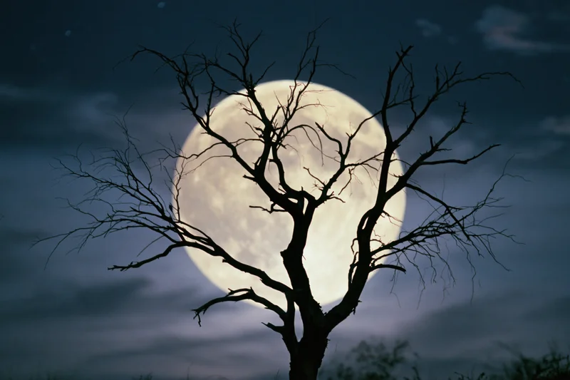 Bare dead tree silhouetted against a large full moon in a dark night sky