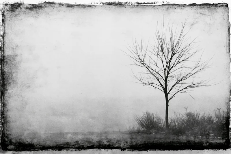 Bare tree standing alone in a misty field