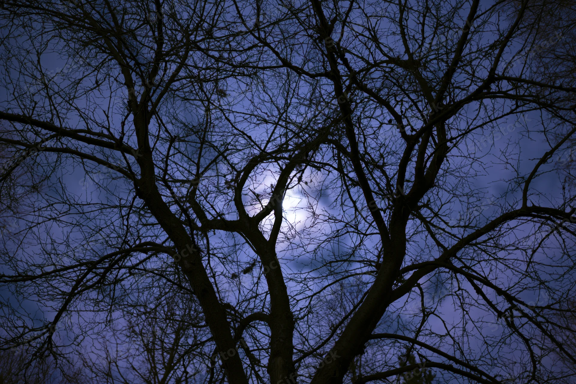 Bare tree branches silhouetted against a moonlit night sky