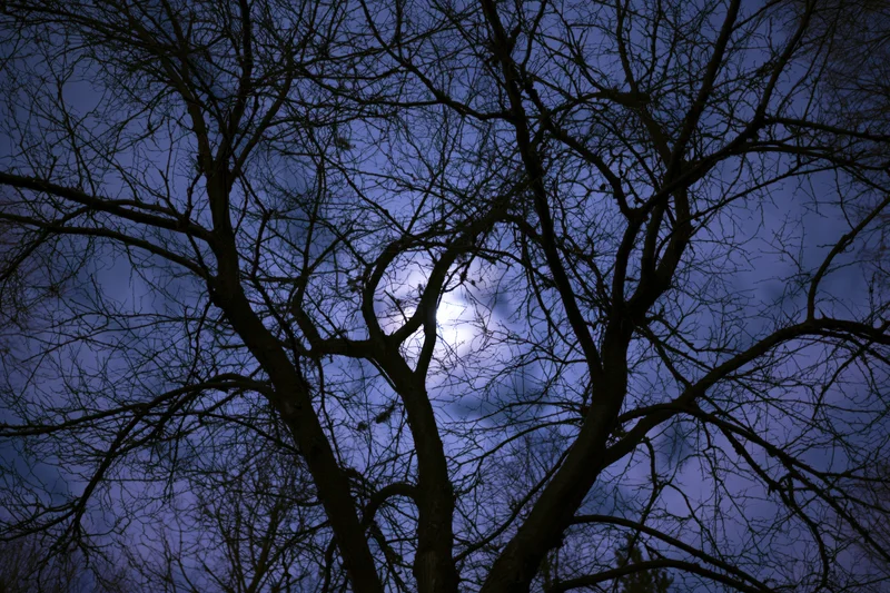 Bare tree branches silhouetted against a moonlit night sky