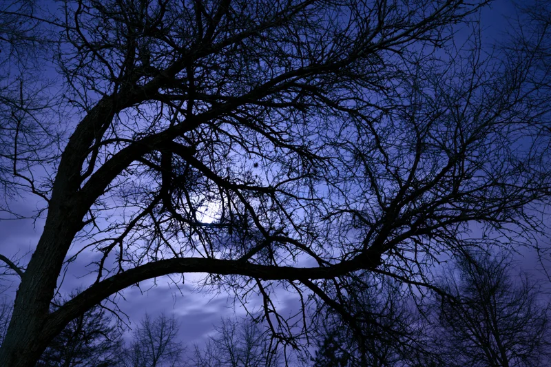Bare tree branches silhouetted against a moonlit night sky