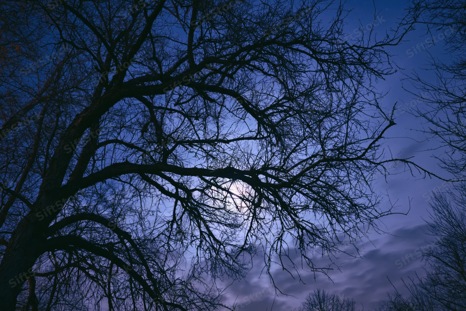 Bare tree branches silhouetted against a moonlit night sky