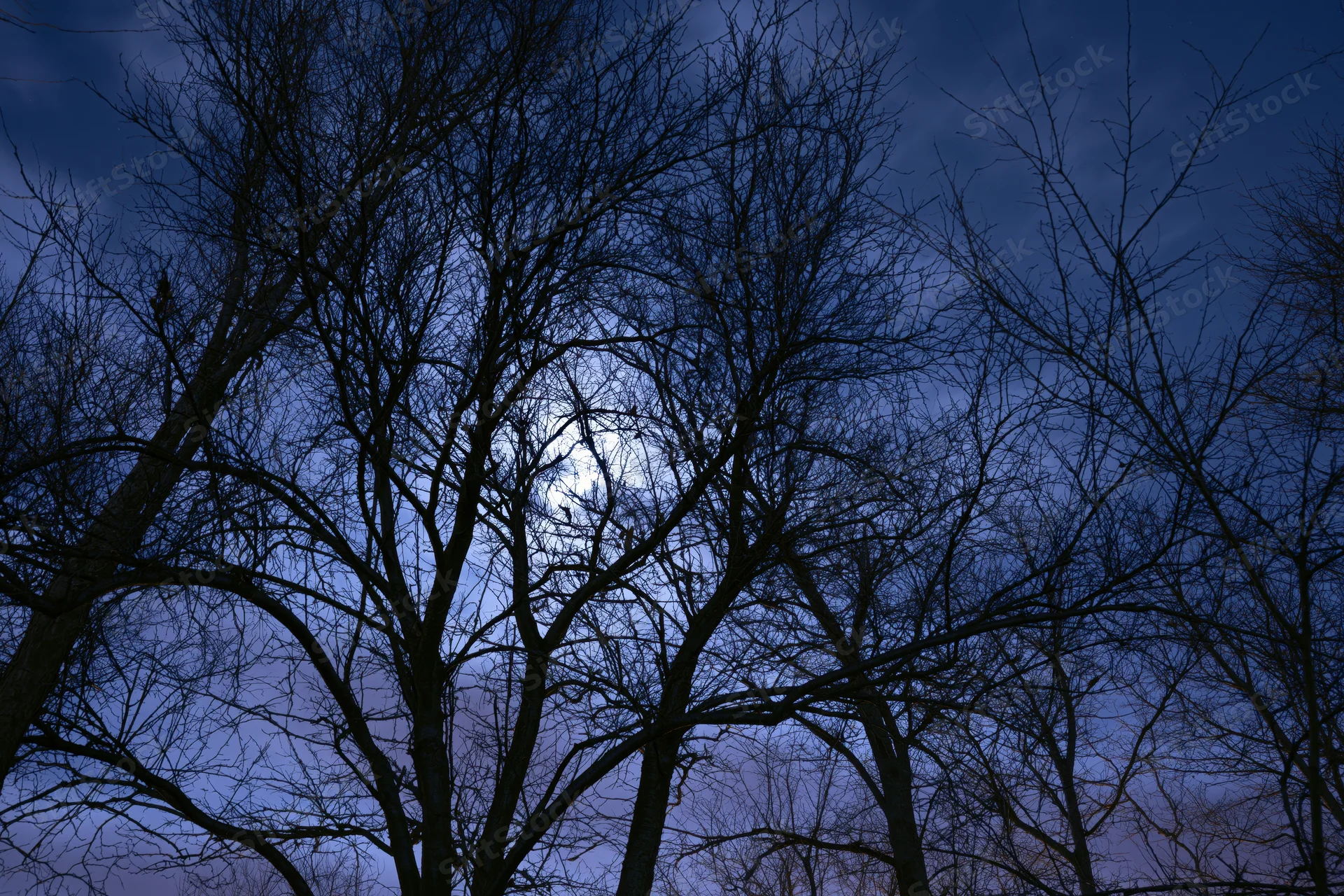 Bare winter tree branches silhouetted against a moonlit night sky