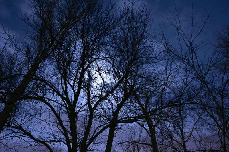Bare winter tree branches silhouetted against a moonlit night sky