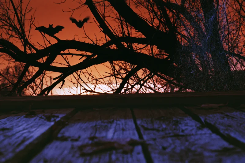 Silhouetted bats flying among bare winter tree branches at twilight over a wooden deck with cobwebs