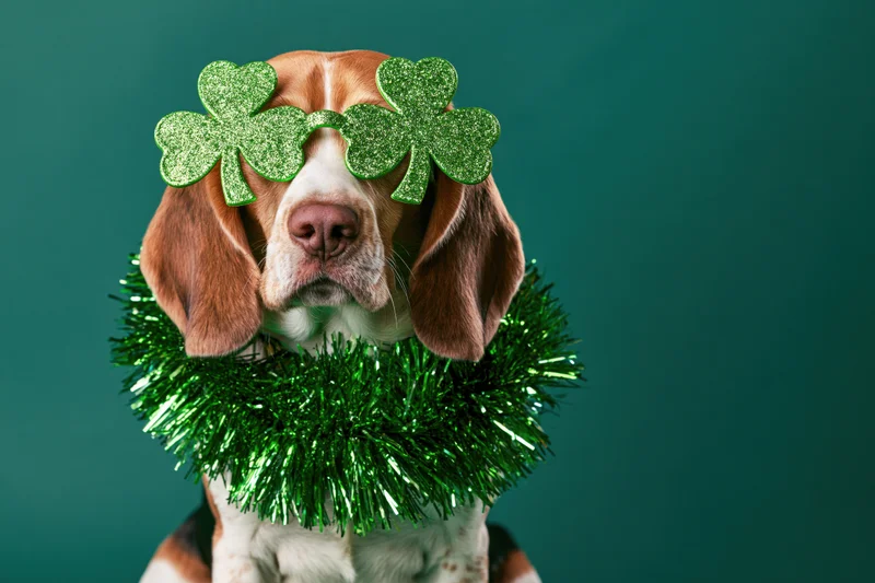 Beagle wearing green shamrock glasses and tinsel collar against teal backdrop