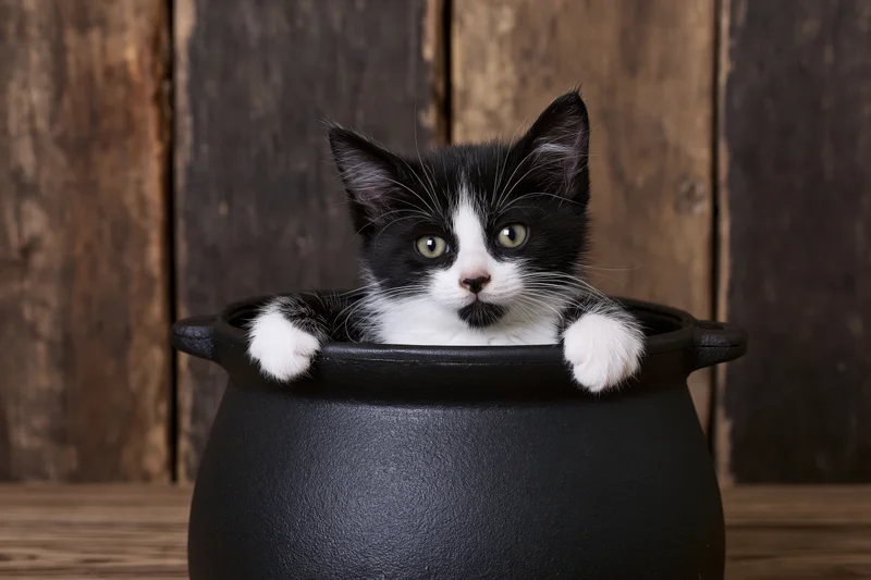 Black and white kitten peeking from a cast iron cauldron on wooden surface