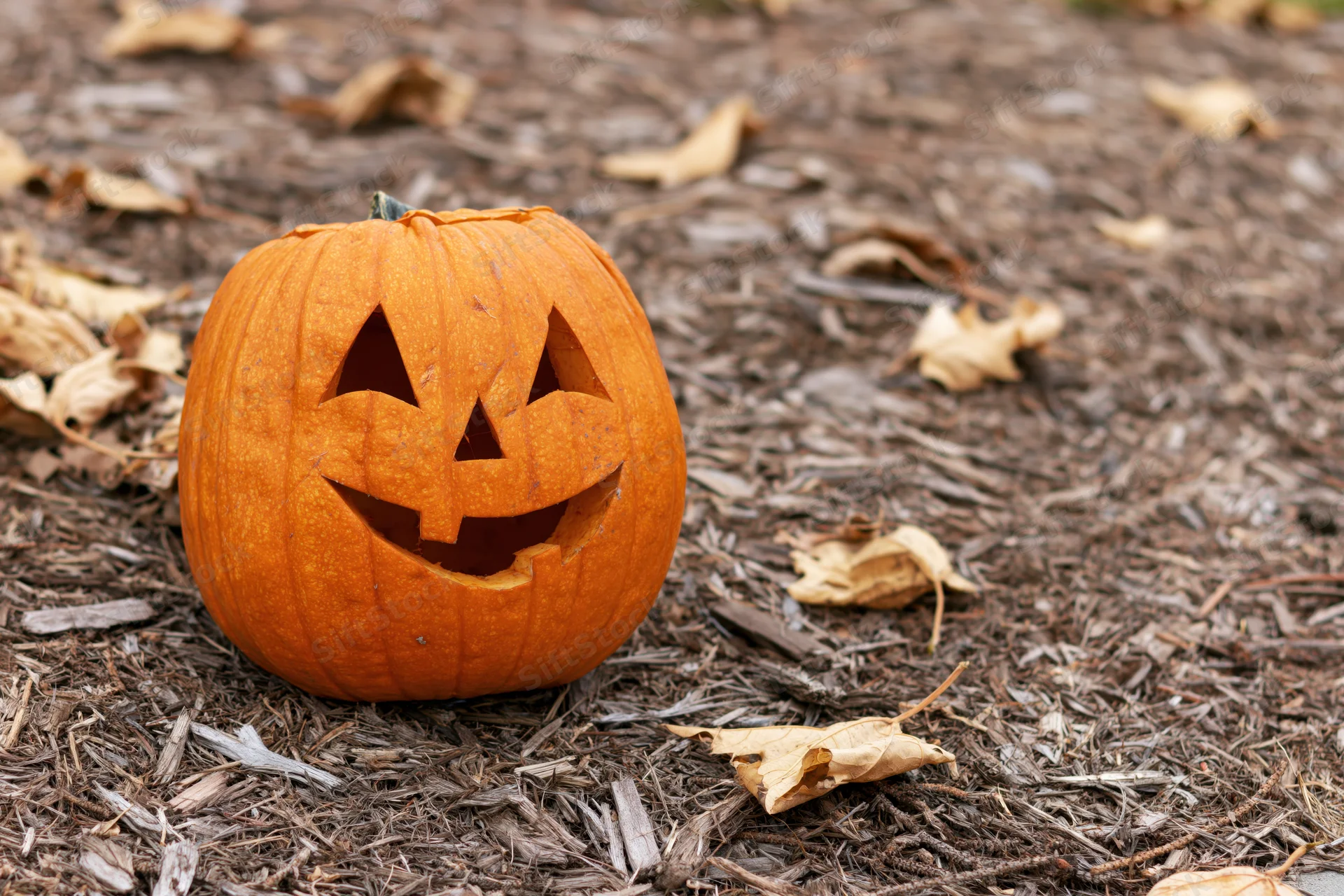 Carved pumpkin with smiling face on mulch ground surrounded by dry leaves