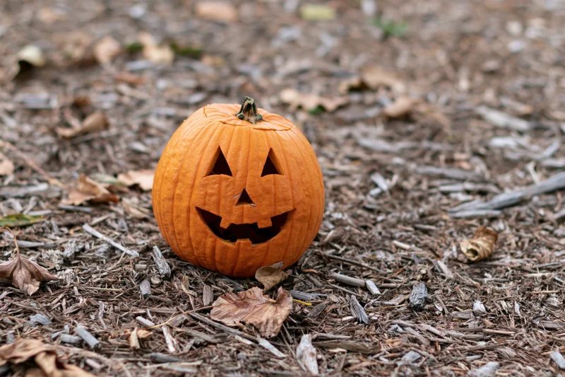 Carved pumpkin with smiling face on mulched ground