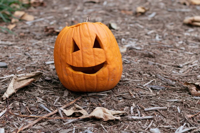 Carved pumpkin with smiling face on mulched ground