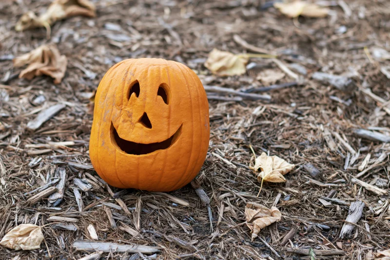 Carved pumpkin with smiling face on mulched ground