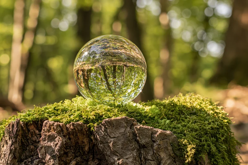Glass lensball resting on moss-covered tree stump in forest, reflecting surrounding trees and sunlight
