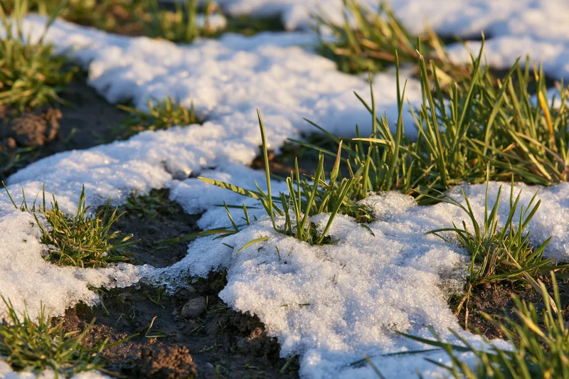 Closeup of patchy melting snow revealing green grass on the ground