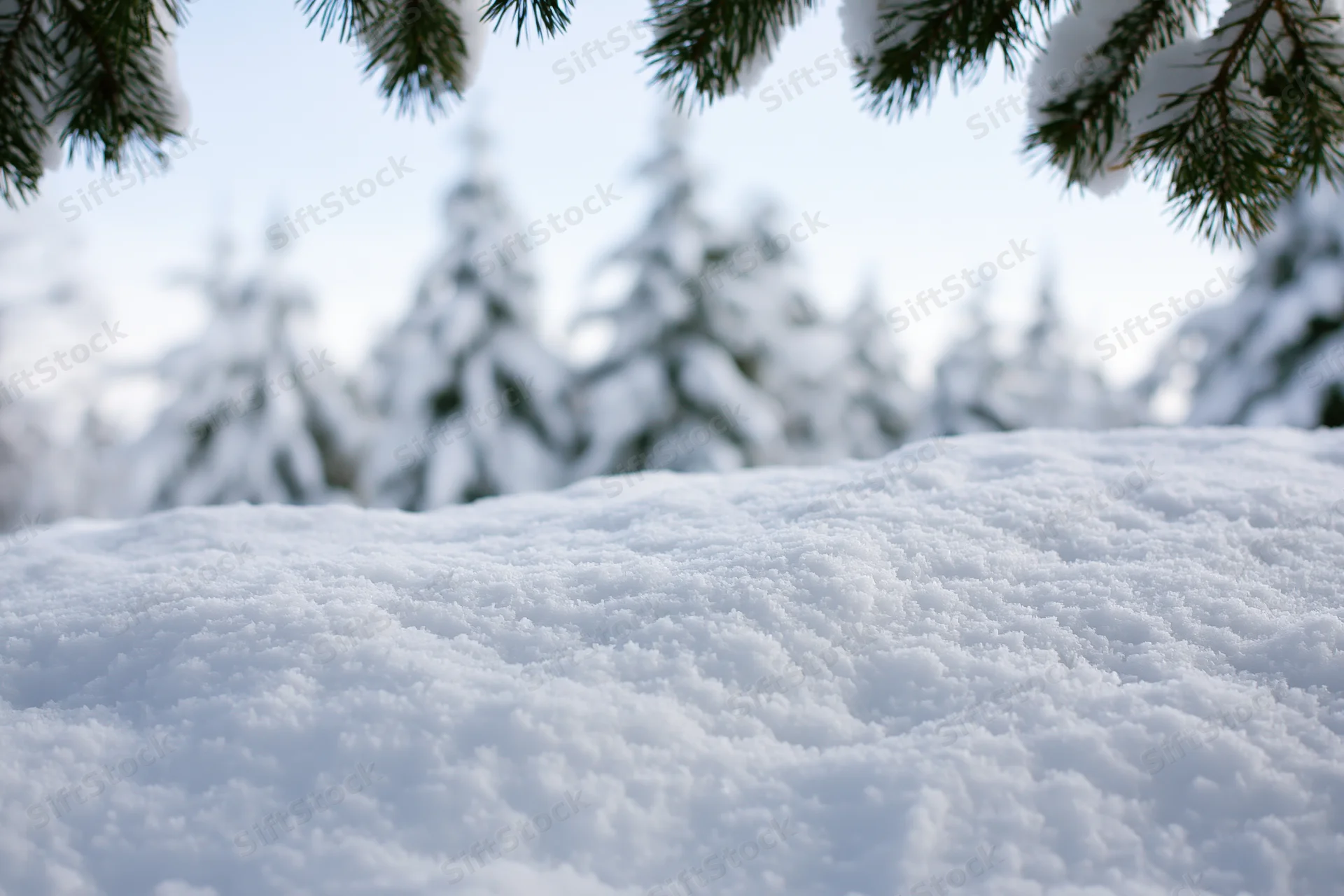 Snow drift in a pine forest with branches framing the top