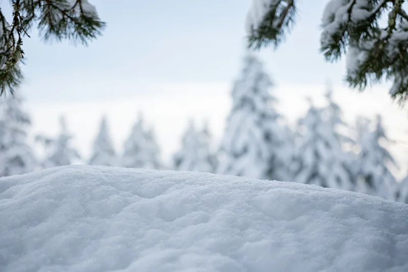 Snow drift in foreground with pine trees in snowy forest background