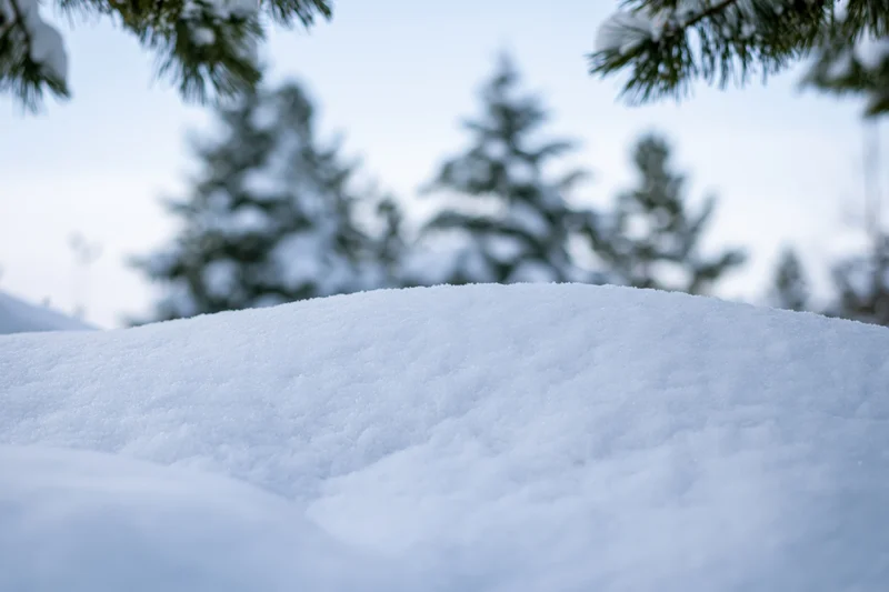 Snow drift in a pine forest during winter