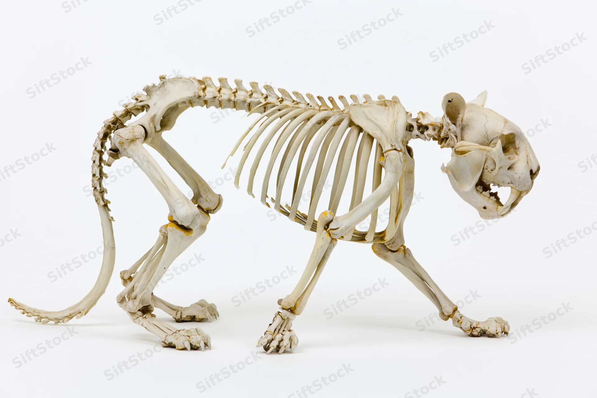 Articulated feline skeleton in standing pose on white background