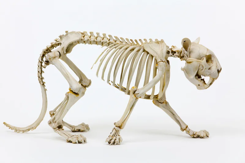 Articulated feline skeleton in standing pose on white background