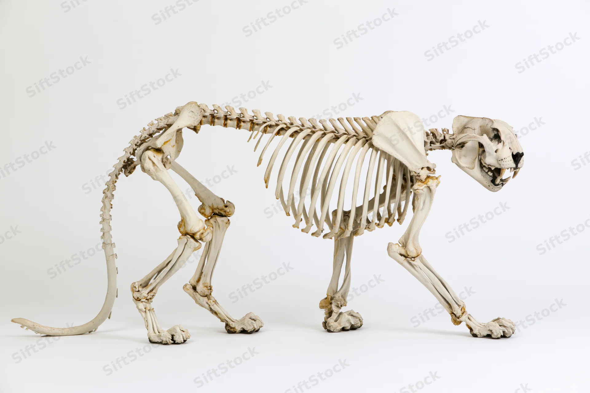 Articulated feline skeleton in side profile on white background