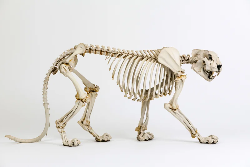 Articulated feline skeleton in side profile on white background