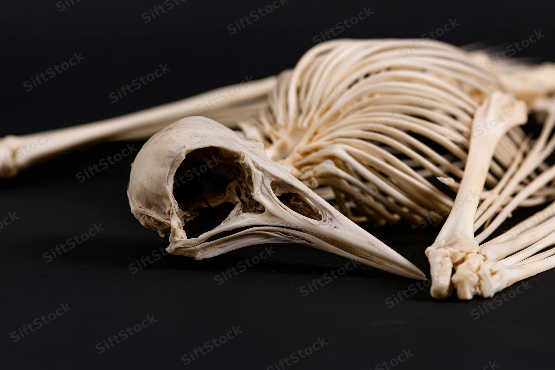 Bird skeleton lying on side with long beak skull visible on black surface