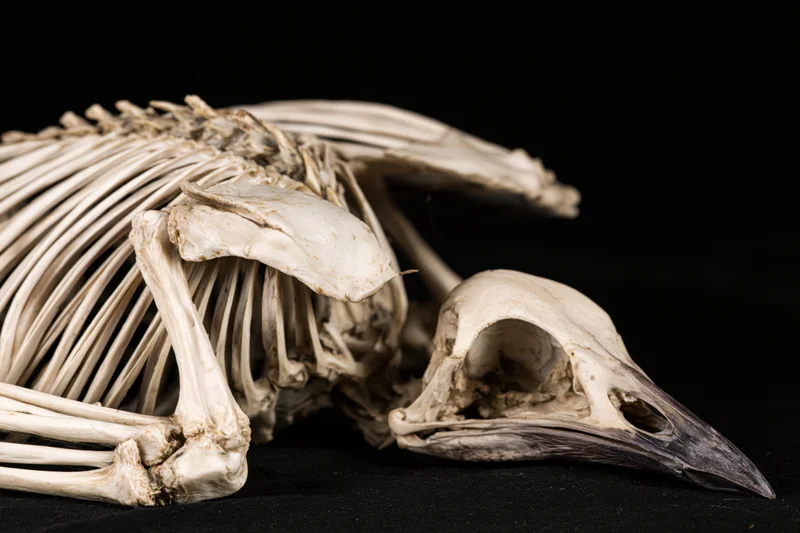 Bird skeleton laid on its side with skull and long beak on black background
