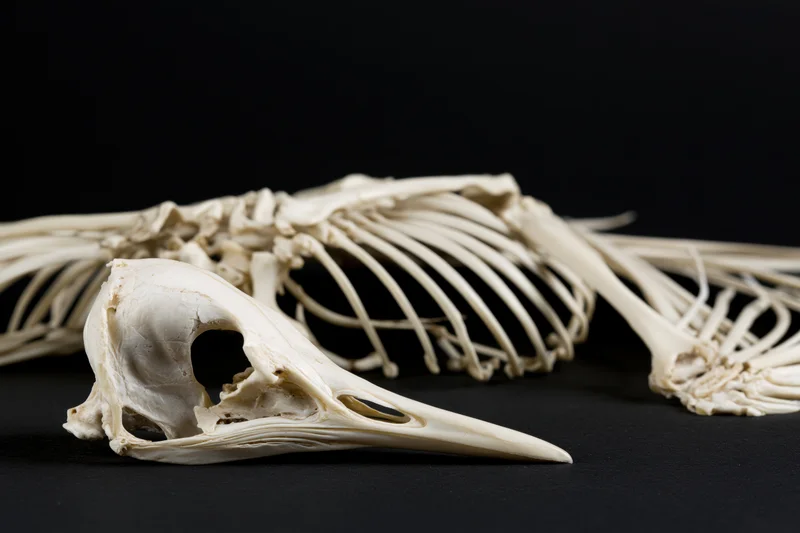Bird skeleton laid on its side with skull and long beak visible against black background
