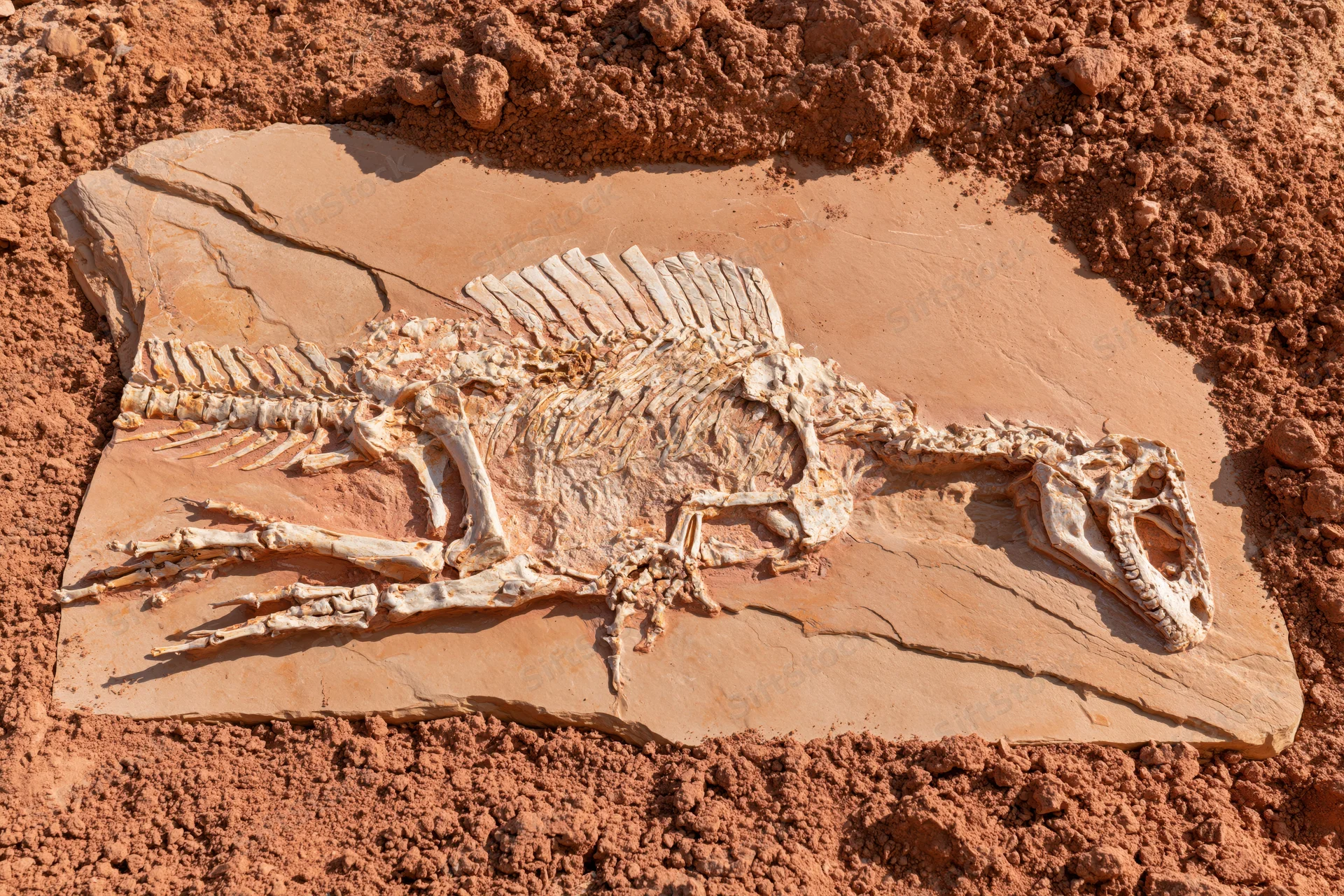 Complete dinosaur skeleton fossil embedded in flat sandstone slab at excavation site