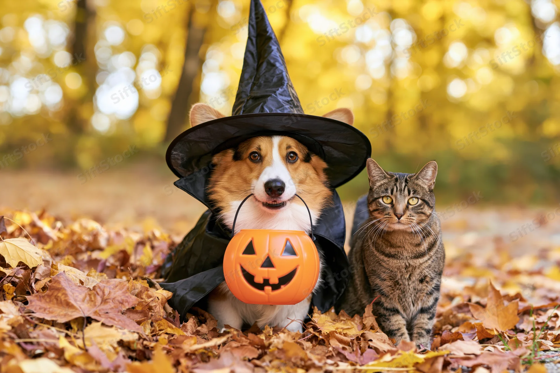 Corgi dog in witch costume with pumpkin bucket beside tabby cat in autumn leaves