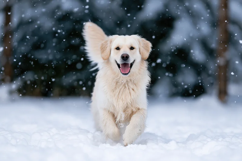 Golden retriever running through deep snow toward camera in winter forest