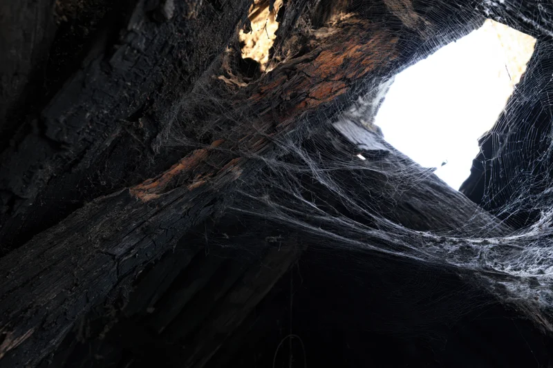 Dense spiderwebs spanning between rotting wooden beams in a dark ruined structure with light entering through a hole