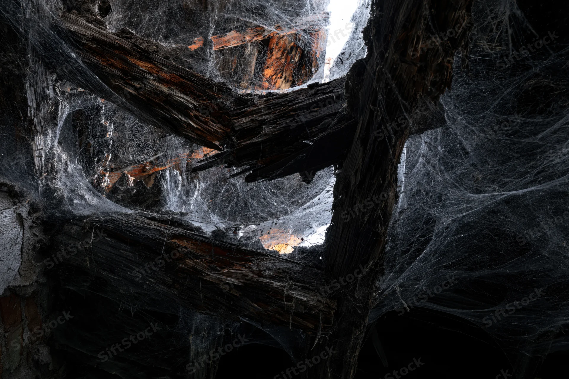 Dense spider webs spanning between rotting wooden beams in a dark ruined interior