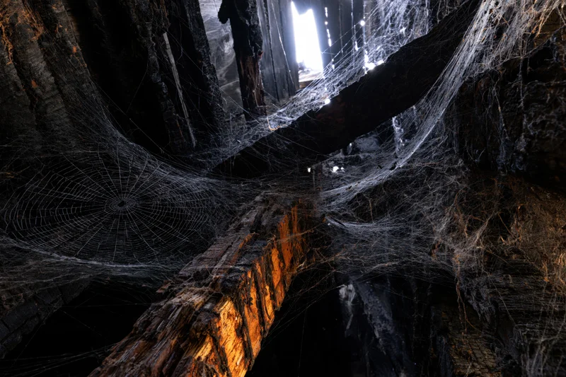 Dense spiderwebs spanning between rotting wooden beams in a dark abandoned interior