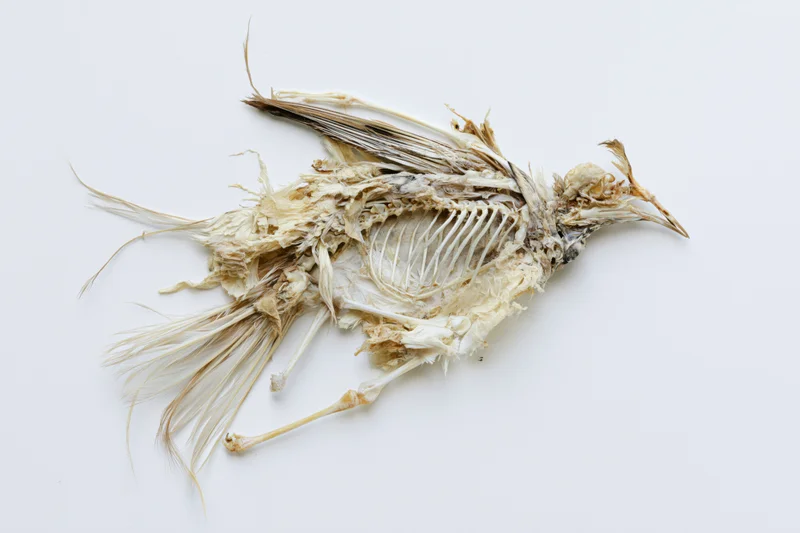 Dried bird skeleton with desiccated feathers and bones on white background