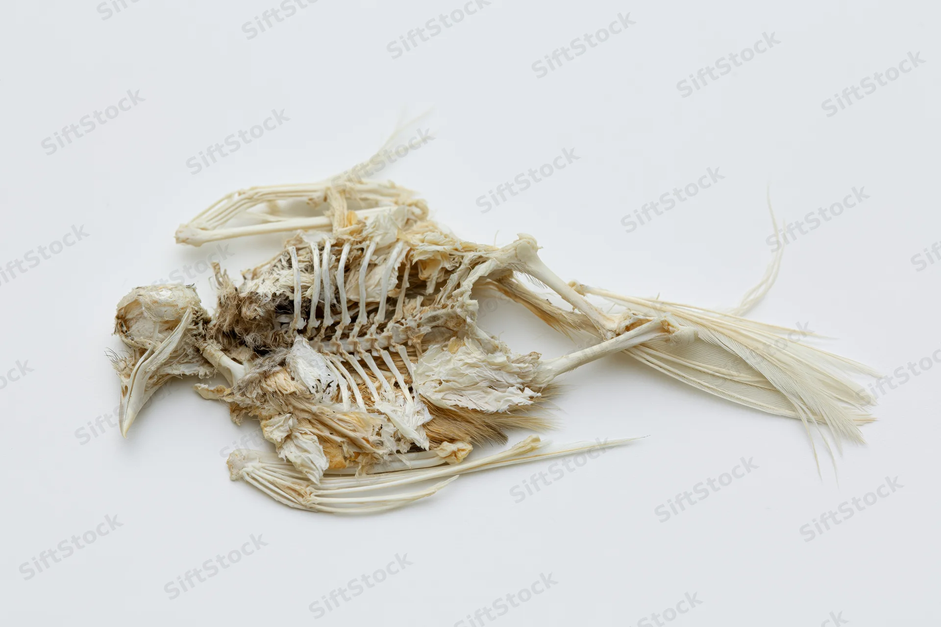 Dried bird skeleton with partial feathers lying on white surface