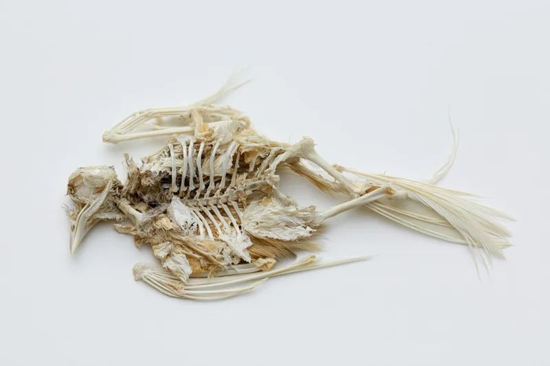 Dried bird skeleton with partial feathers lying on white surface