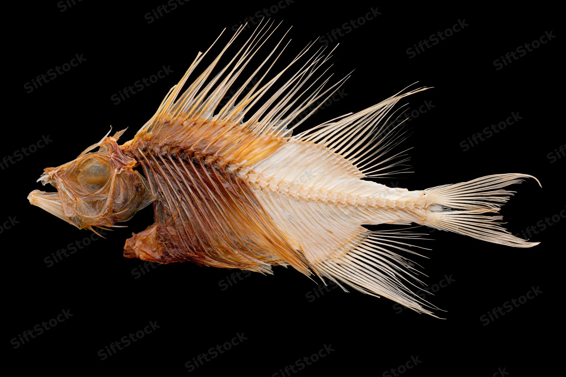 Dried fish skeleton in lateral profile against black background