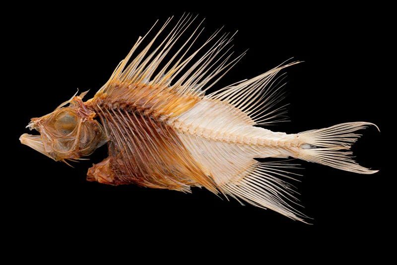 Dried fish skeleton in lateral profile against black background