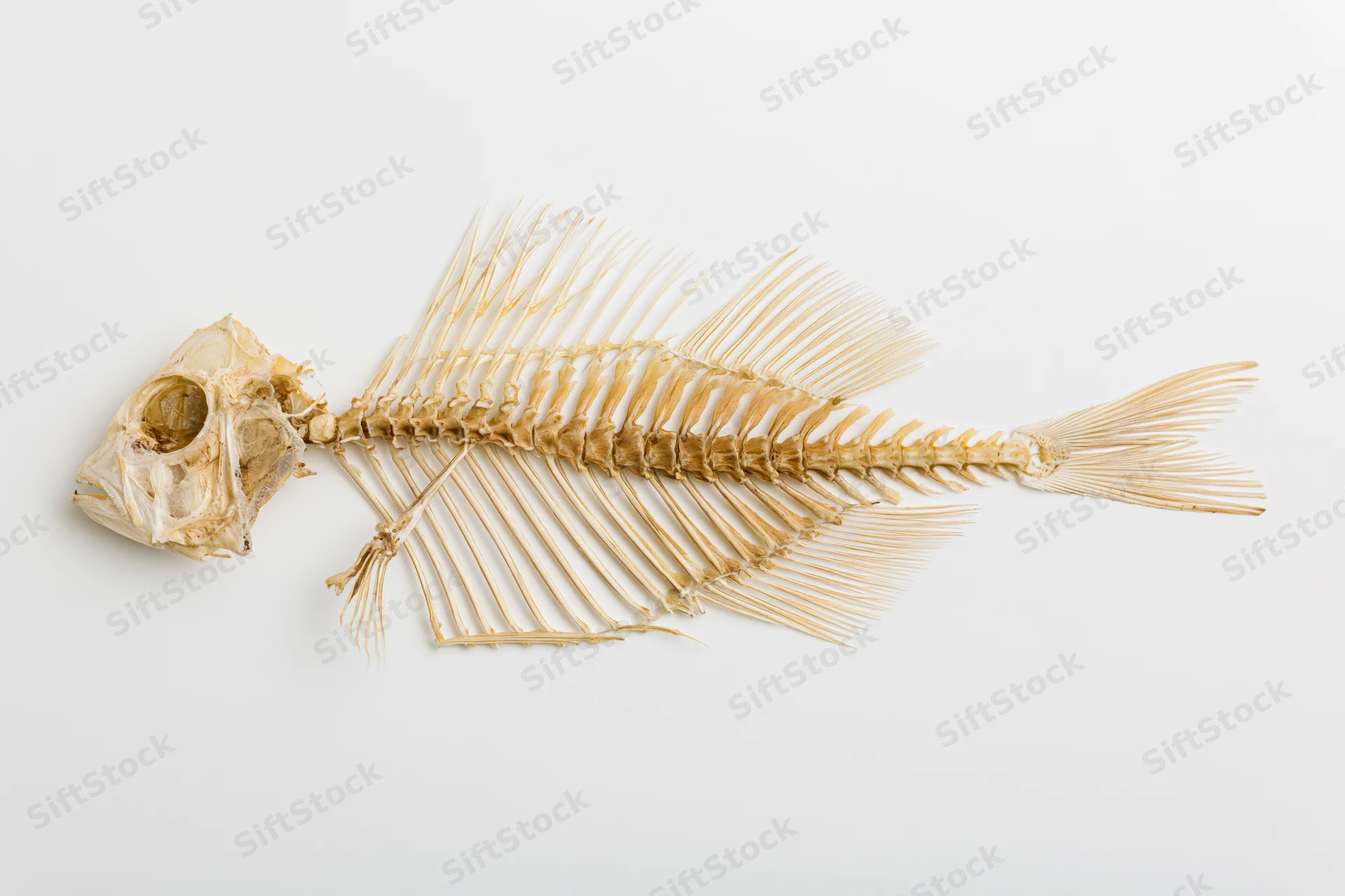 Dried fish skeleton specimen displayed in full lateral profil on white background