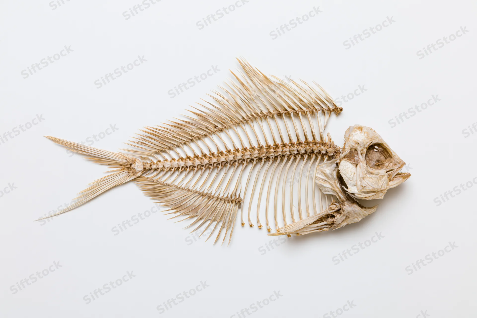 Dried fish skeleton specimen displayed in full lateral profil on white background
