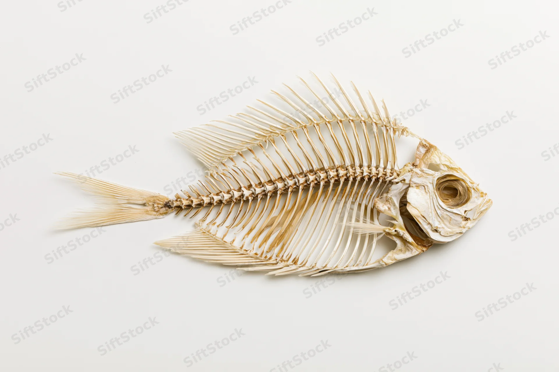 Dried fish skeleton specimen displayed in full lateral profil on white background