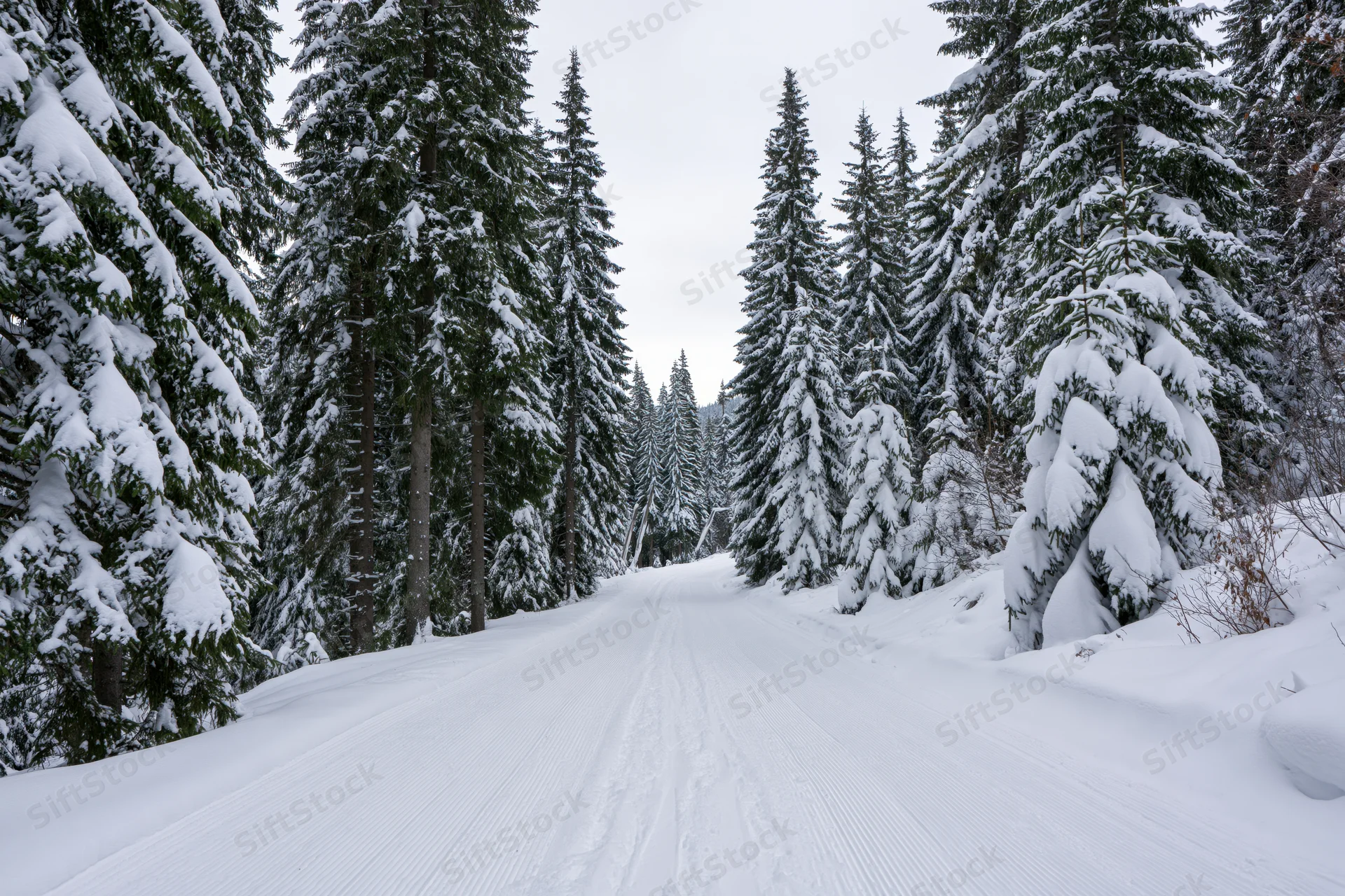 Groomed ski slope running straight through dense snow-covered pine forest