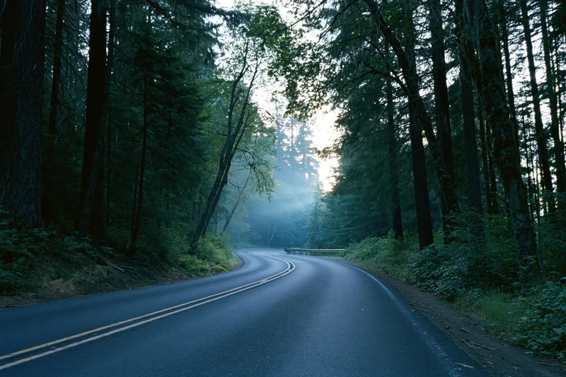 Winding asphalt road curving through dense forest with mist and tall trees