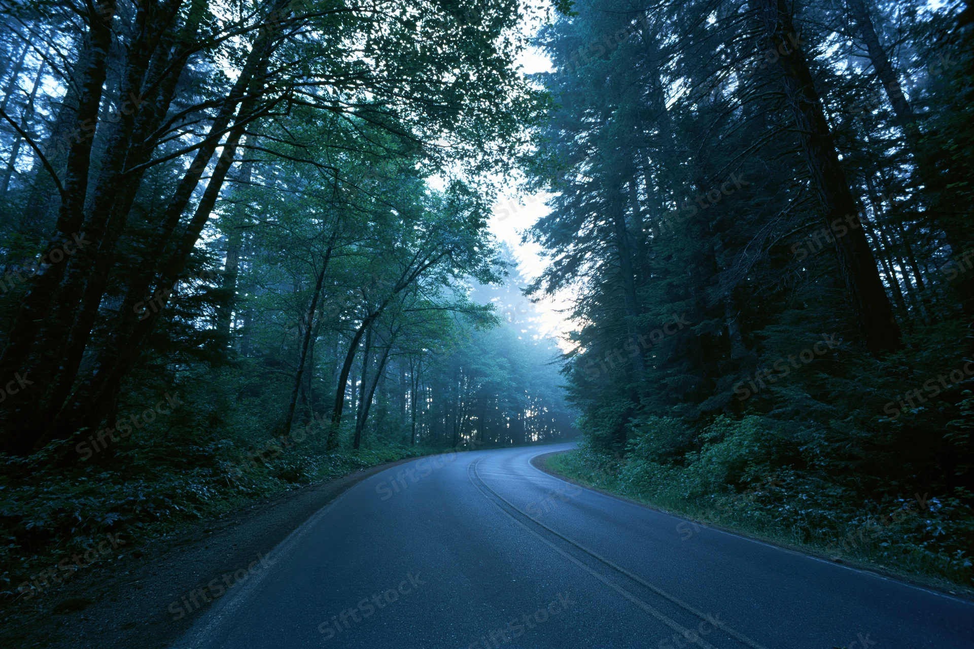 Winding asphalt road curving through dense forest at twilight