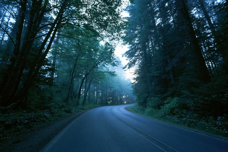 Winding asphalt road curving through dense forest at twilight