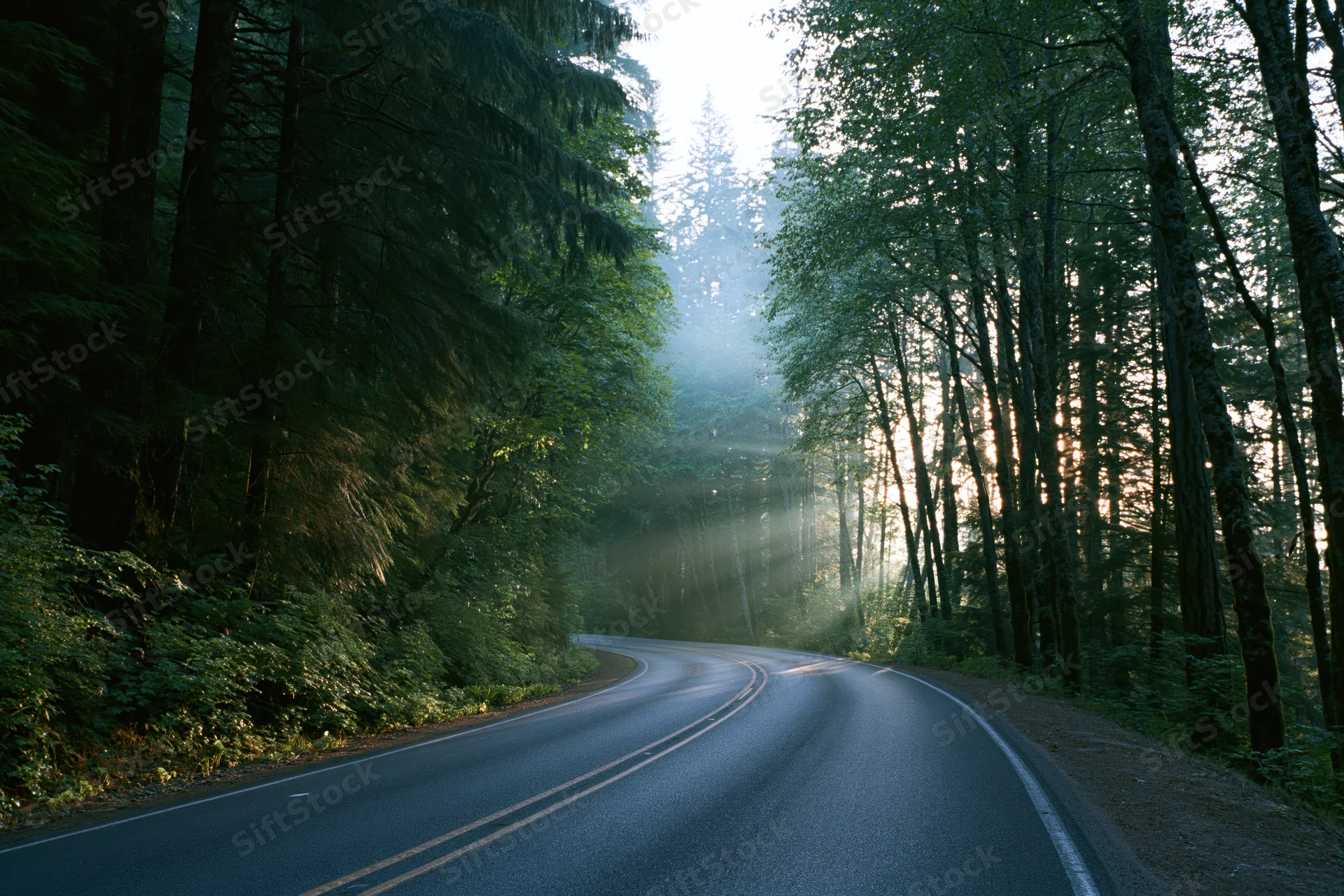 Winding asphalt road curving through dense forest with sunlight filtering through trees