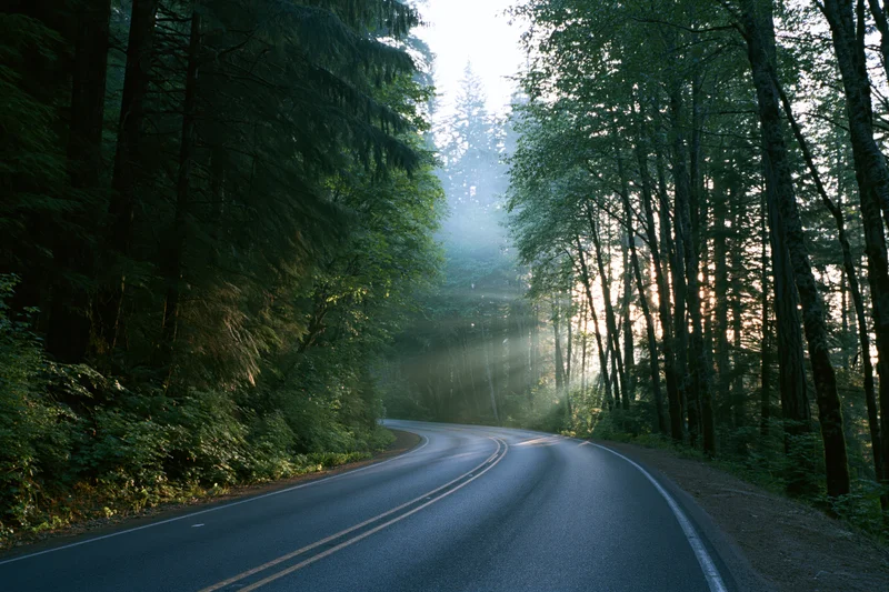 Winding asphalt road curving through dense forest with sunlight filtering through trees