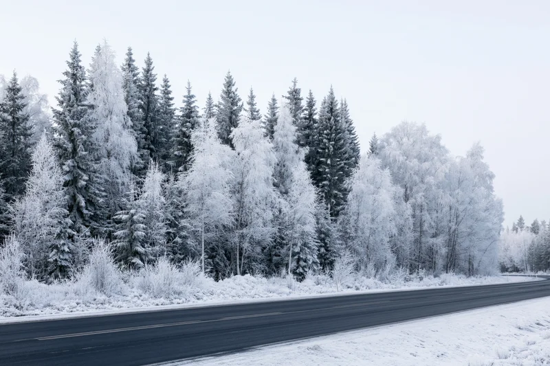 Empty two-lane asphalt road in winter lined with snow-covered evergreen and birch trees along the roadside
