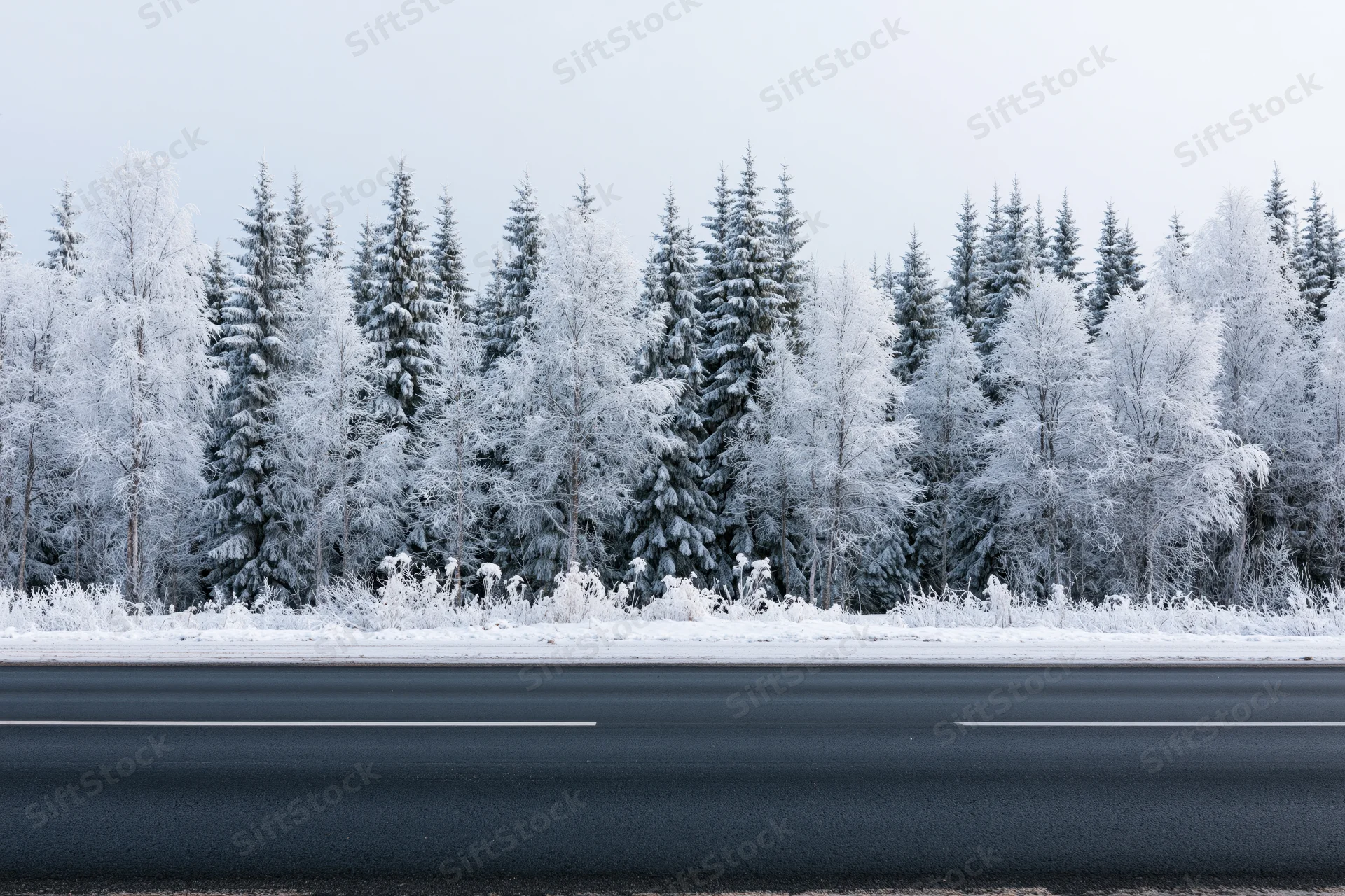 Empty asphalt road in winter with snow-covered trees lining the roadside